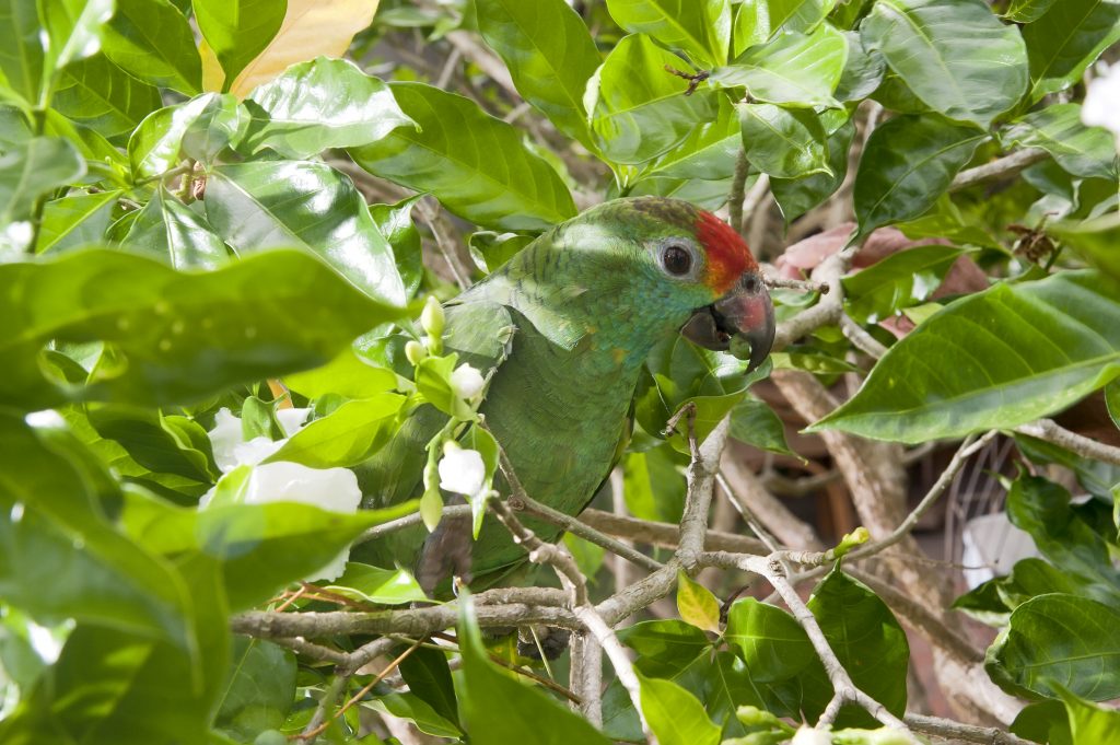 Papagaio Chauá, outra espécie ameaçada de extinção, hoje encontra  refúgio seguro na fazenda que foi reflorestada. Foto Leonardo Merçon