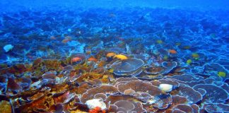 Protetor solar ecológico ajuda a preservar os recifes