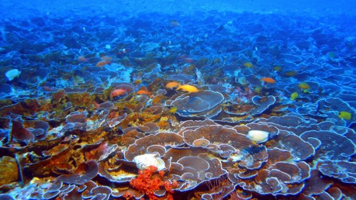 Protetor solar ecológico ajuda a preservar os recifes