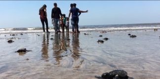 Tartarugas ressurgiram na praia de Versova após décadas