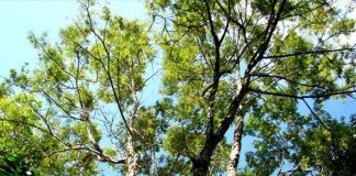 A árvore pau-jacaré, nativa do Brasil, pode ser encontrada em qualquer beira de estrada nas regiões de Mata Atlântica