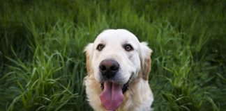 Mundo Pet terá cães da raça golden retriever