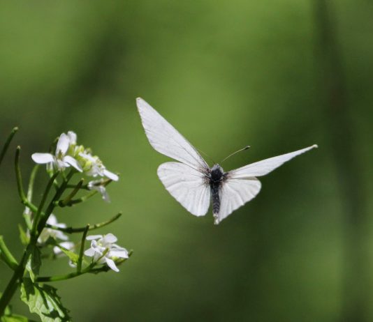 A borboleta que traz bons augúrios