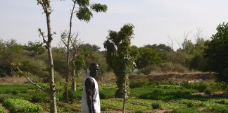O Ecosia já ajudou a plantar árvores em Burkina Faso