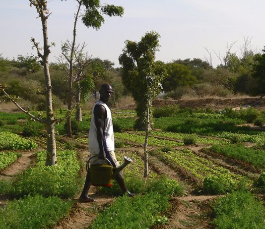 O Ecosia já ajudou a plantar árvores em Burkina Faso