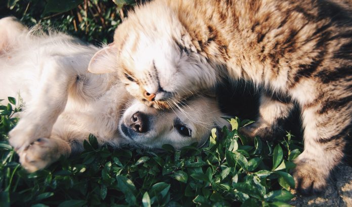 Cães e gatos podem conviver muito bem