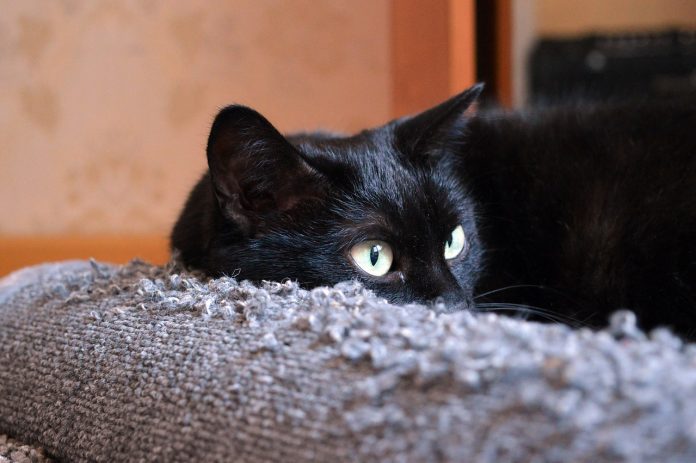O gato arranha o sofá por inúmeros motivos