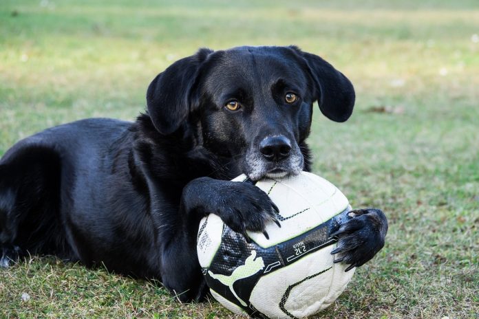 Se o seu cachorro rosnar, tente descobrir o motivo