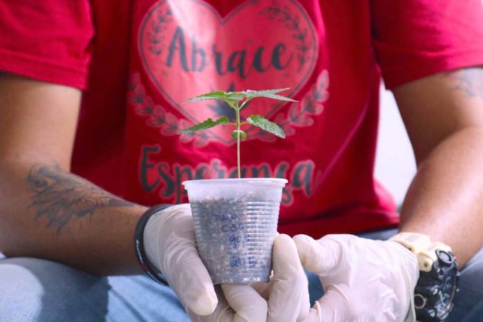 Pesquisa que vai estudar a cannabis medicinal será feita pela UFV em parceria com a Abrace Esperança, de João Pessoa (PB). Fotos - Abrace - Divulgação