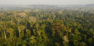 Grande ,maior do povo brasileiro, mostra pesquisa, quer preservação da Floresta Amazônicaica, cujas queimadas estimularam debate em torno do meio ambiente no Twitter.