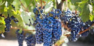 Concentração de resveratrol, que é encontrado no vinho, será 70% maior em novo suco de uva.