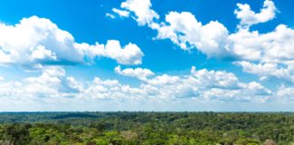 Trecho da floresta Amazônica; preservar vegetação nativa é muito lucrativo para o Brasil, diz estudo.