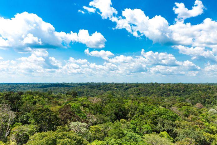 Trecho da floresta Amazônica; preservar vegetação nativa é muito lucrativo para o Brasil, diz estudo.