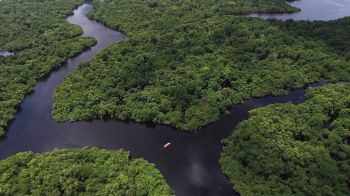 Estudo mostra que preservar a floresta Amazônica pode gerar uma economia anual, mínima, de R$ 33 bilhões para o Brasil.