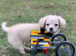 Cãozinho Gracie usando sua cadeira de rodas feita de Lego, que ganhou de Dylan, um garoto de 12 anos. Foto - Facebook.