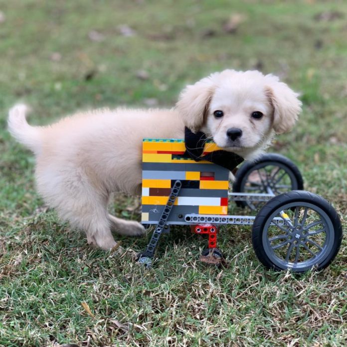 Cãozinho Gracie usando sua cadeira de rodas feita de Lego, que ganhou de Dylan, um garoto de 12 anos. Foto - Facebook.