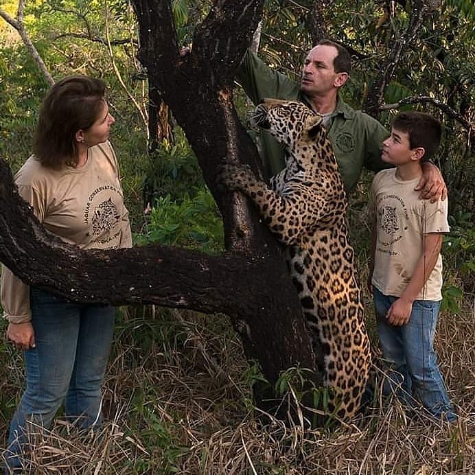 Leandro com a mulher, o filho e uma onça-pintada, espécie ameaçada de extinção