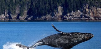 População de baleias Jubarte, antes ameaçadas de extinção, volta a crescer em todo o mundo. Foto - Pixabay