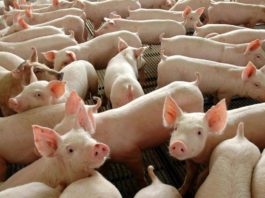 Órgãos de porco modificados geneticamente são esperança para milhares de pacientes que precisam passar por um transplante. Foto - Agência Brasil