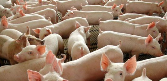 Órgãos de porco modificados geneticamente são esperança para milhares de pacientes que precisam passar por um transplante. Foto - Agência Brasil