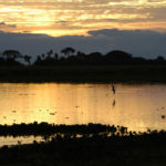 Pantanal é considerado pela Unesco Patrimônio Natural Mundial. Foto - Instituto Arara-Azul