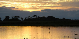 Pantanal é considerado pela Unesco Patrimônio Natural Mundial. Foto - Instituto Arara-Azul
