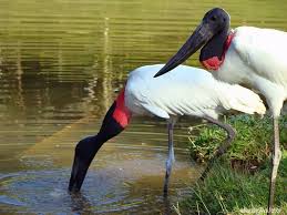 Tuiuiú é a ave símbolo do Pantanal. Foto - Governo MS
