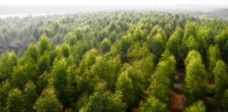 O Paquistão informa que já plantou 1 bilhão de árvores nos últimos anos e quer plantar mais 9 bilhões