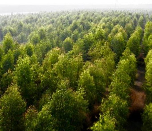 O Paquistão informa que já plantou 1 bilhão de árvores nos últimos anos e quer plantar mais 9 bilhões