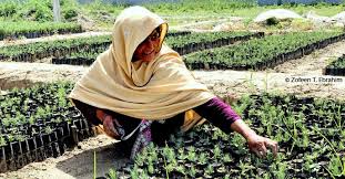 Trabalhadora em canteiro de mudas que estão sendo usadas para reflorestar o Paquistão
