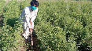 Paquistanês usa máscara no plantio de árvores, para se proteger da Covid-19