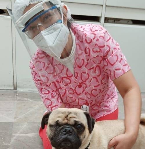 O pug Harley recebe carinho de uma enfermeira em hospital do México. Foto - Facebook