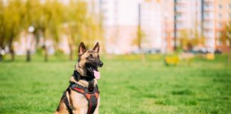 Olfato do cão pastor belga de Malionis está sendo usado para diagnosticar pacientes com Covid-19. Foto - Redes Sociais