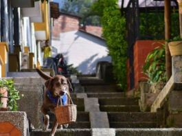 Eros, um cão labrador da cidade de Medelin, Colômbia, que "trabalha" como entregador em um mercado. Foto - Redes Sociais