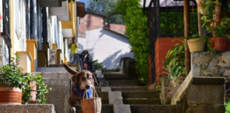 Eros, um cão labrador da cidade de Medelin, Colômbia, que "trabalha" como entregador em um mercado. Foto - Redes Sociais