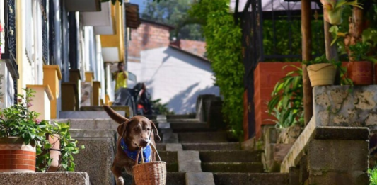 Eros, um cão labrador da cidade de Medelin, Colômbia, que "trabalha" como entregador em um mercado. Foto - Redes Sociais