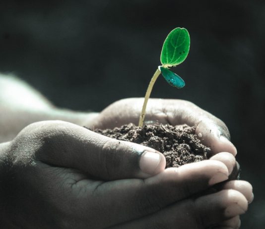 Cientistas israelenses descobriram que plantas geram energia, o que pode representar revolução na produção de energia limpa no mundo. Imagem - Pixabay