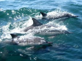 Imagem de John Gibson - Pixabay