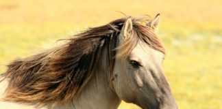 Soro brasileiro desenvolvido com base no plasma sanguíneo de cavalos é esperança para tratar covid-19. Foto - Pixabay