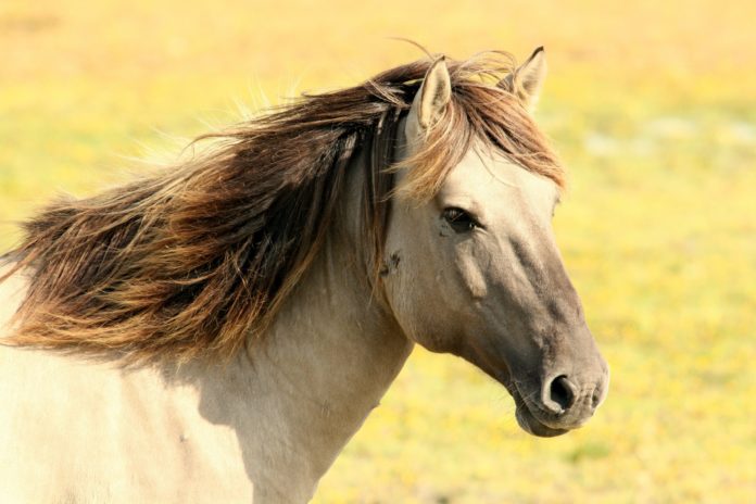 Soro brasileiro desenvolvido com base no plasma sanguíneo de cavalos é esperança para tratar covid-19. Foto - Pixabay