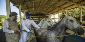 Pesquisadores desenvolveram soro com anticorpos de cavalo que pode revolucionar tratamento da Covid. Fotos - Instituto Vital Brasil - Divulgação