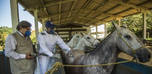 Pesquisadores desenvolveram soro com anticorpos de cavalo que pode revolucionar tratamento da Covid. Fotos - Instituto Vital Brasil - Divulgação