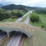 Viaduto para micos-leões