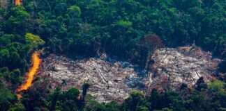 Trecho da floresta Amazônica desmatado para dar lugar a plantações. Fotos - redes sociais