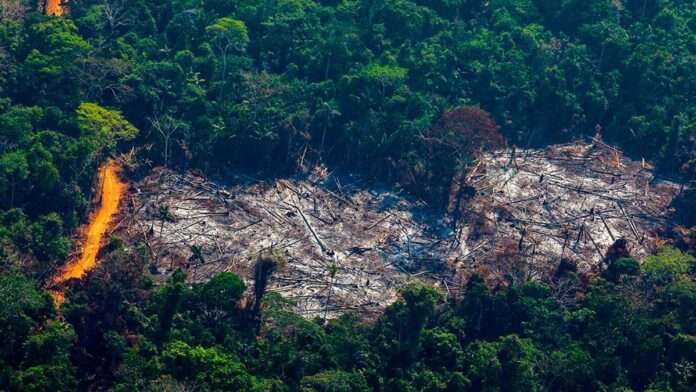 Trecho da floresta Amazônica desmatado para dar lugar a plantações. Fotos - redes sociais