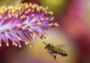 "Uber" das abelhas conecta produtores com criadores, que podem alugar suas colmeias para polinizar plantações de café, morango, soja e outras. Foto - Pixabay