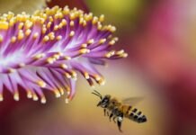 "Uber" das abelhas conecta produtores com criadores, que podem alugar suas colmeias para polinizar plantações de café, morango, soja e outras. Foto - Pixabay