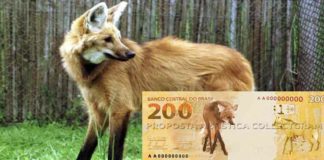 Estampa do lobo-guará na nota de R$ 200 dará mais visibilidade ao animal e vai ajudar na sua preservação. Fotos - BC-redes sociais