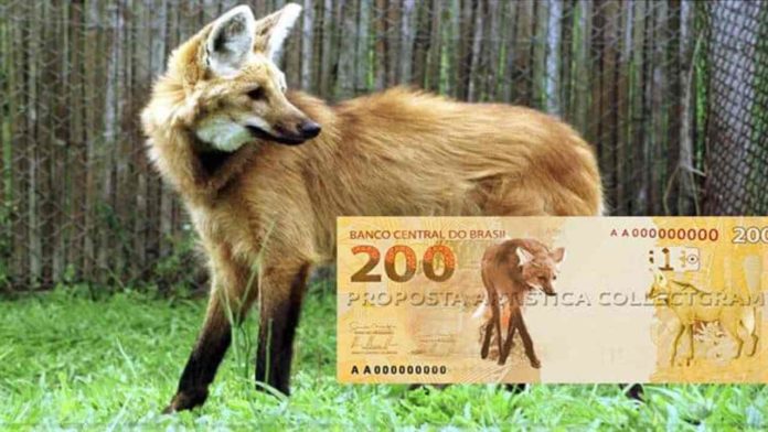 Estampa do lobo-guará na nota de R$ 200 dará mais visibilidade ao animal e vai ajudar na sua preservação. Fotos - BC-redes sociais