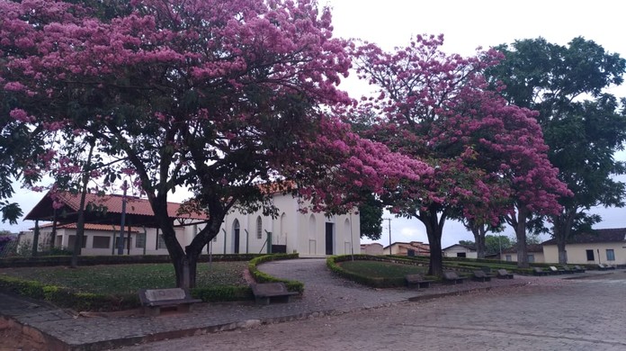Ipê roxo floresce no pátio da Igreja Nossa Senhora do Rosário